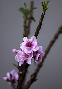 Персиковое дерево, Цветы, Весна, персик, дерево, Природа, розовый