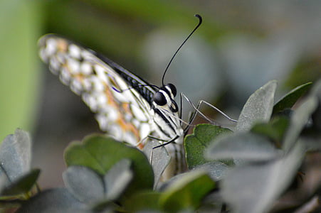 motýľ, Forest, hmyzu, Príroda, motýľ - hmyzu, zviera, voľne žijúcich živočíchov
