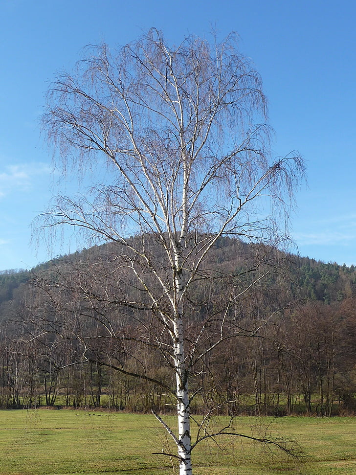 birch, nature, tree