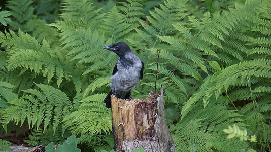 Cuervo, Corvus corone cornix, pájaro