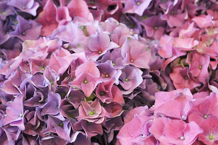 violetinė, rožinė, Hortenzija, gėlė, žiedų, klasteris, augalų