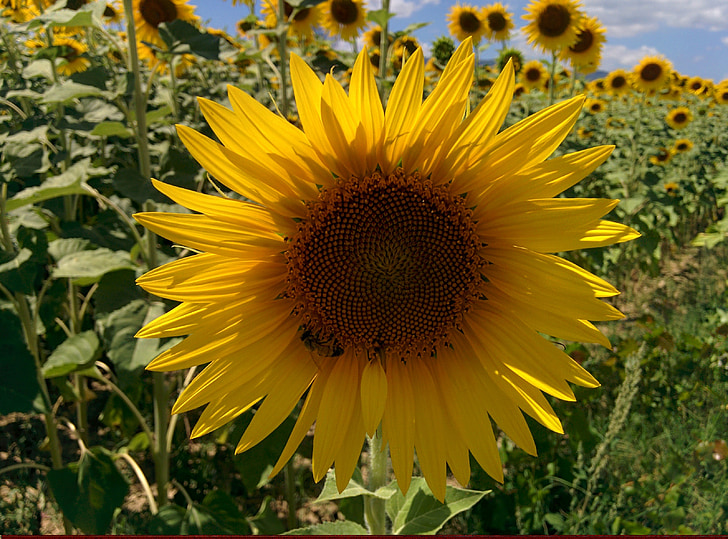 sunflower, bee, castelnuovo, prato