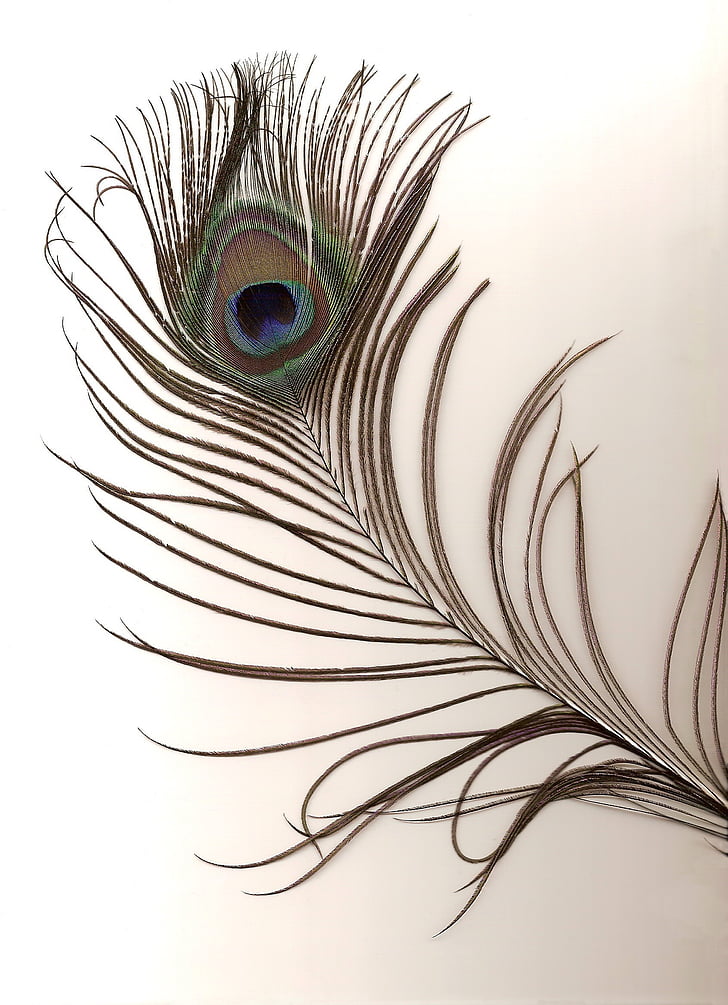 Peacock feather, man, Indiase, Pavo cristatus, blauw, Pauw, weergeven