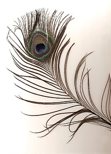 孔雀羽毛, 男性, 印度, 孔雀座 cristatus, 蓝色, 孔雀, 显示