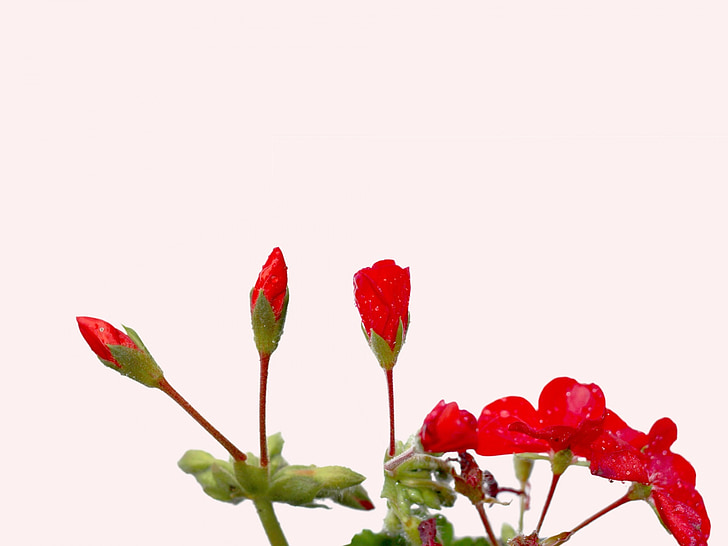raindrops, geraniums, geranium buds, flowers, isolated, red, pink