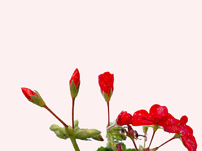 gouttes de pluie, géraniums, bourgeons de géranium, fleurs, isolé, rouge, Rose