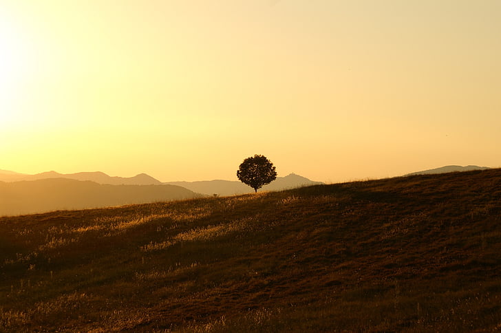 brown, grass, field, Tree, Solitary, Landscape, Umbria