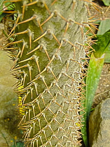 cactus, tija, tronc, espines, espines, agut, Espinosa