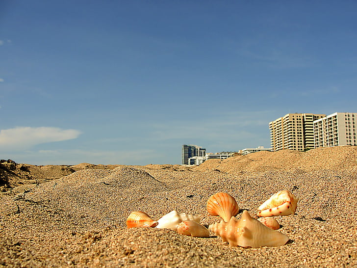mořské conches, Miami beach, krajina, pláž písek, písek, pláž, léto