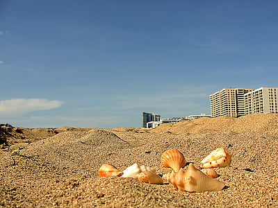 conchiglie marine, Miami beach, paesaggio, Spiaggia di sabbia, sabbia, spiaggia, estate