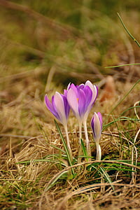 crocus, spring flowers, early bloomer, spring, garden, purple flower, frühlingsblüher