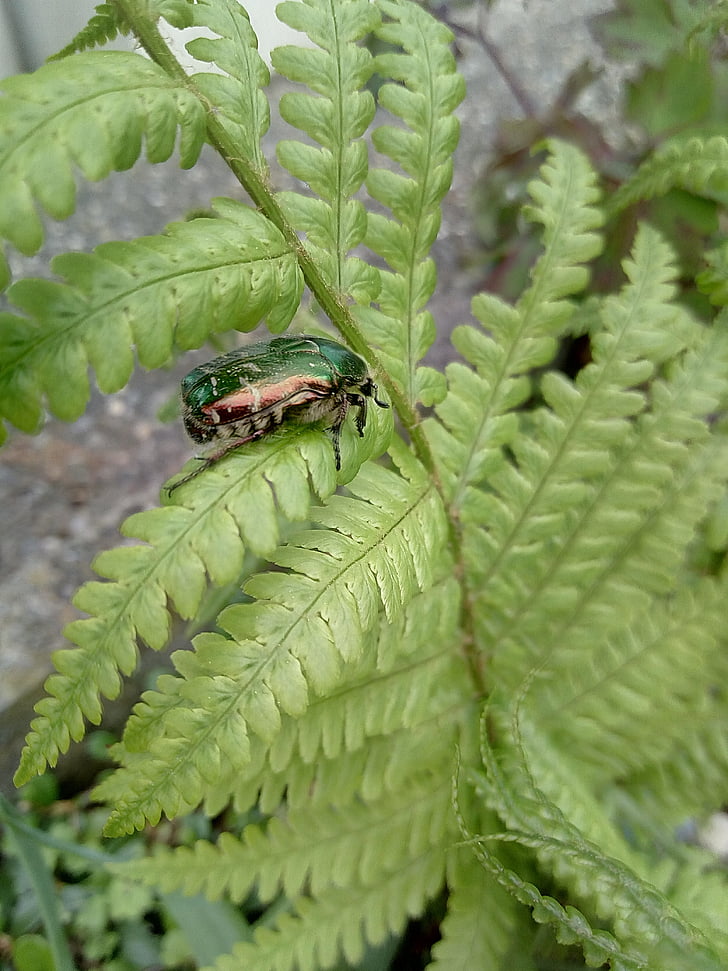 Beetle, bug, fougère, nature
