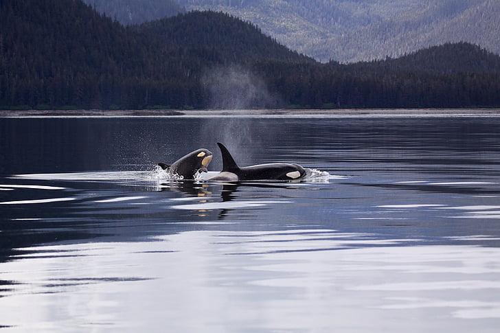 Killerwale, Orcas, Verstoß gegen, Ozean, Säugetier, Tier, Meer