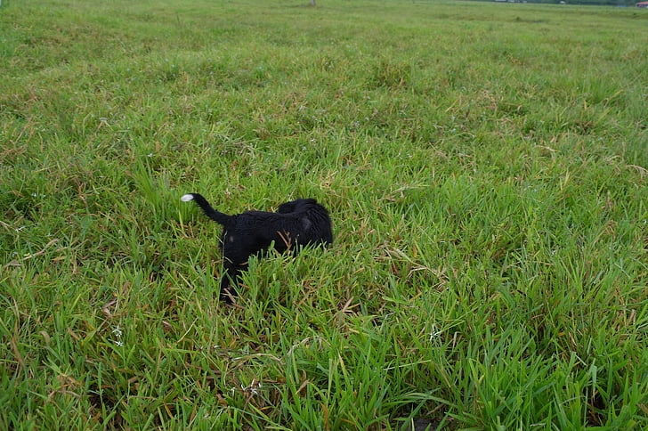 animals, dog, field, grass, pets, animal, nature