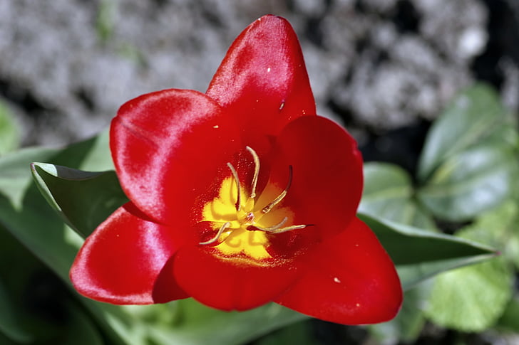 Tulipan, czerwony, Wnętrze, pręciki, żółty, błyszczący, płatki