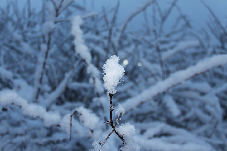 sneh, snehová vločka, za studena, strom, zimné, biela, modrá