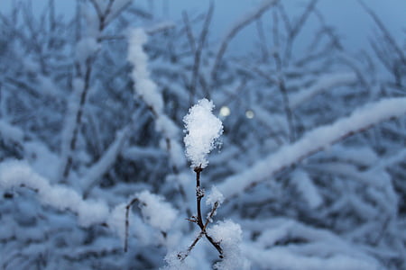 sneg, snežinka, hladno, drevo, pozimi, bela, modra