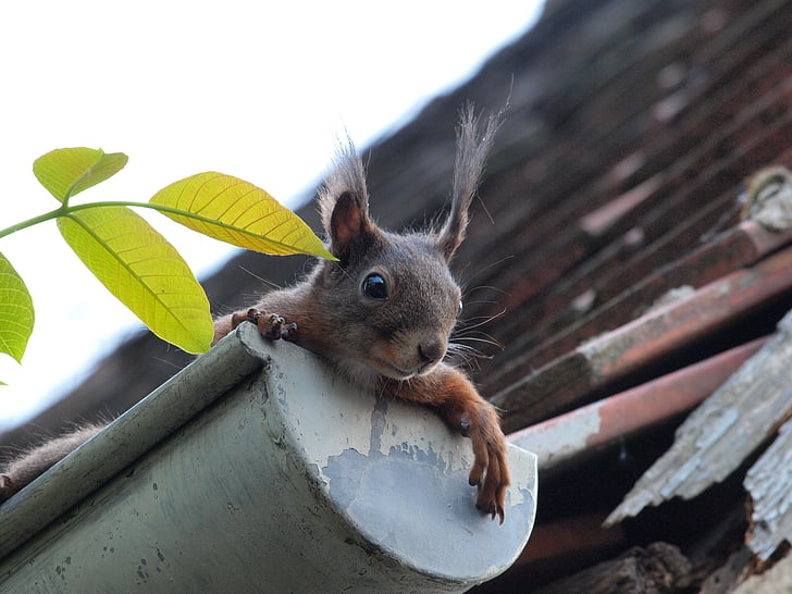 squirrel, curious, gutter, rodent, nager, cute, funny