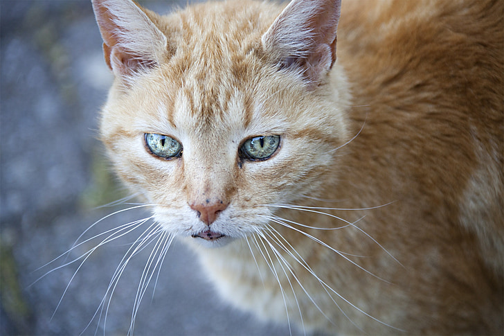 kočka, kočičí oči, Cat portrét, kožešina, pohled, zvíře, kočka domácí