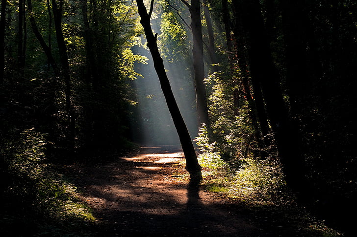 rừng, đi, đi bộ đường dài, Thiên nhiên, mùa thu, ánh sáng, đường mòn