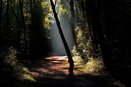 Wald, entfernt, Wandern, Natur, Herbst, Licht, Trail