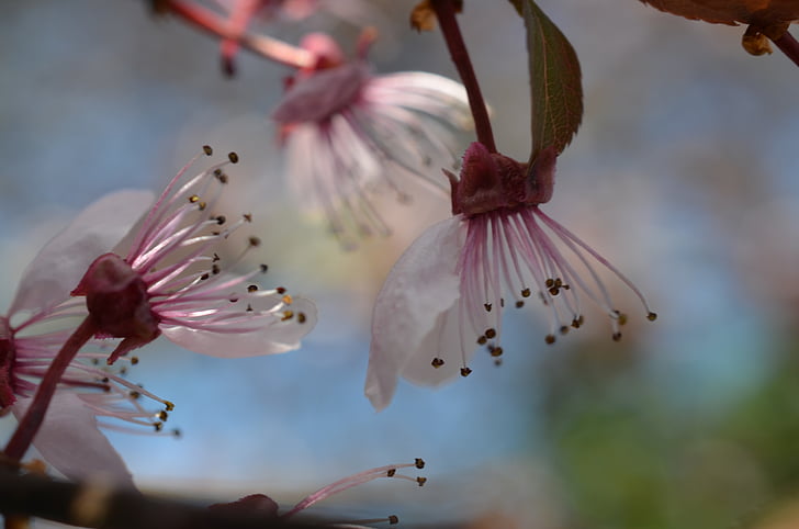 flor de cerejeira japonesa, flor de cerejeira, Primavera, flor, flor, -de-rosa, Branco