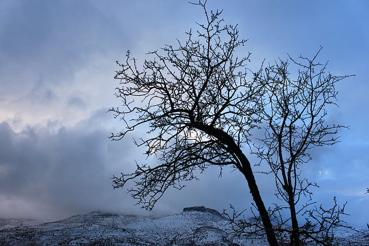 sníh, Zimní krajina, strom, Příroda, Hora, Zimní, Turecko