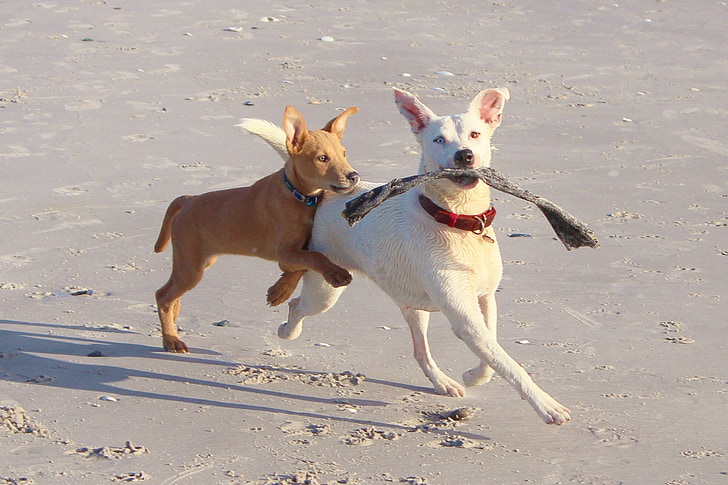 кучета, игра, палки, движение, забавно, Чудесно, плаж