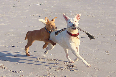 gossos, jugar, tortells, moviment, diversió, gran, platja