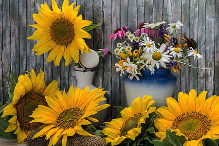masih hidup, bunga matahari, bunga liar, kuning, bunga, alam, kayu - bahan