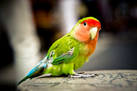 parrot, bird, colorful, green, red, animal, pets