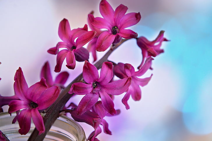 hyacinth, flower, blossom, bloom, fragrant flower, fragrant, spring flower