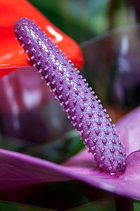 Anthurium, púrpura, flor de flamenco, flor, cerrar, violeta, macro
