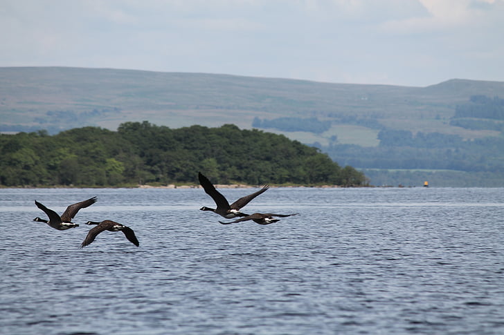 Skottland, Loch lomond, sjön, fåglar, fågel, naturen, flygande