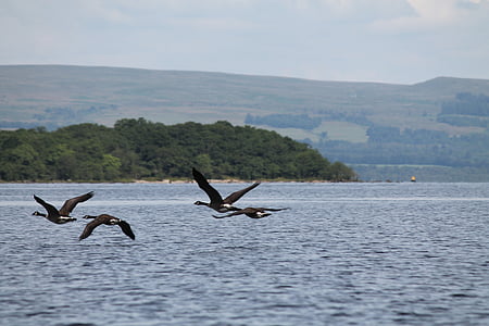 scotland, loch lomond, lake, birds, bird, nature, flying