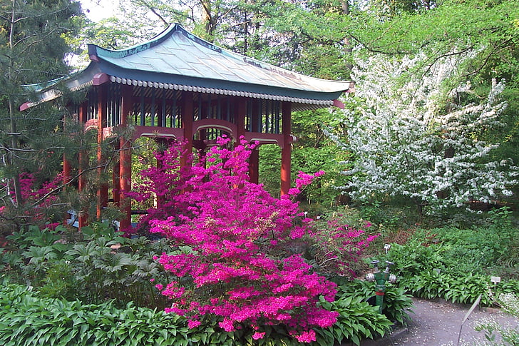 Jardín Botánico, Berlín, primavera, flores, rododendro, flor de cerezo, flor de baya del pájaro