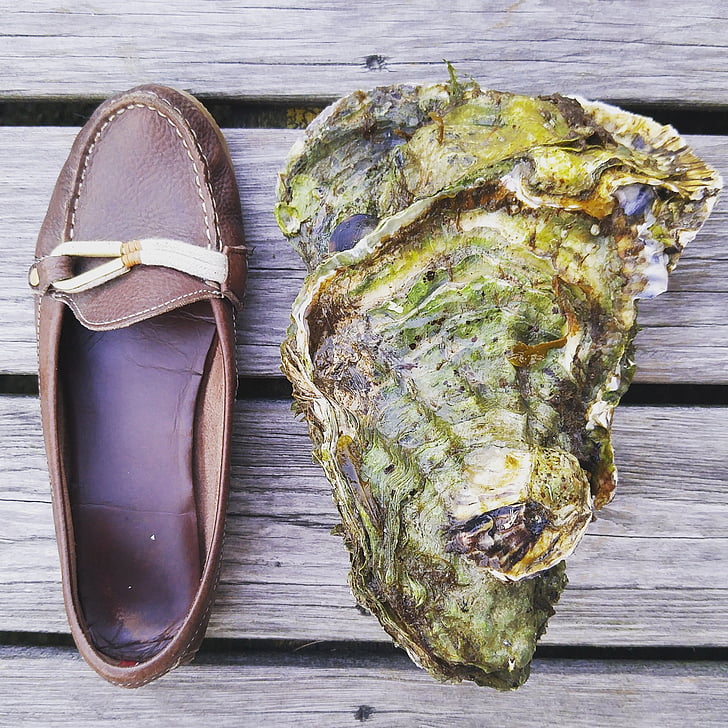 oyster, shoe, shell, seafood, monster, norway, sørlandet