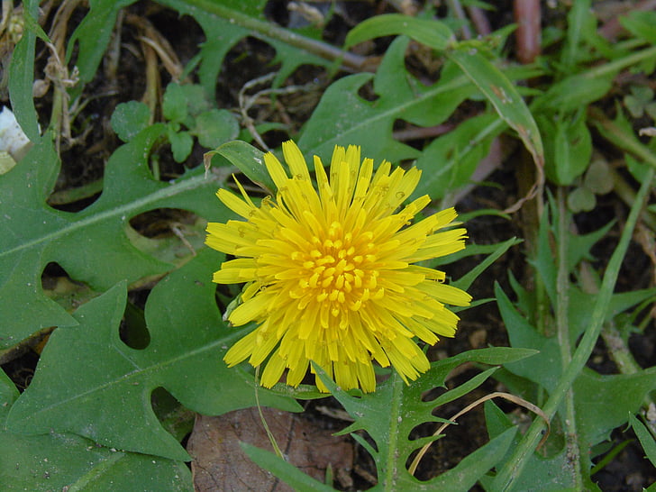 yellow flower, grass, leaves, petals, faye, wildflowers