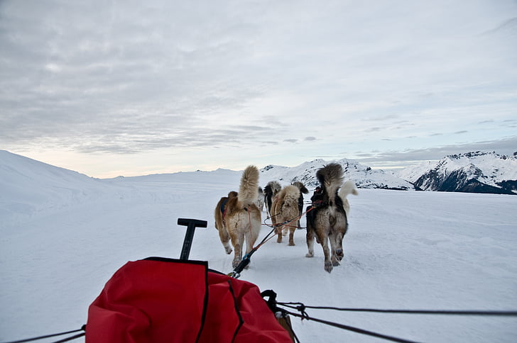 dog, sled, snow, mountain