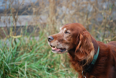 pes, Irski seter, pozornost