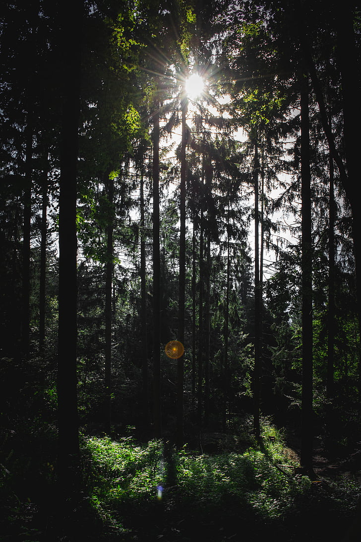 Wald, Baum, Sonne, Natur, Woodland, im freien, Landschaft