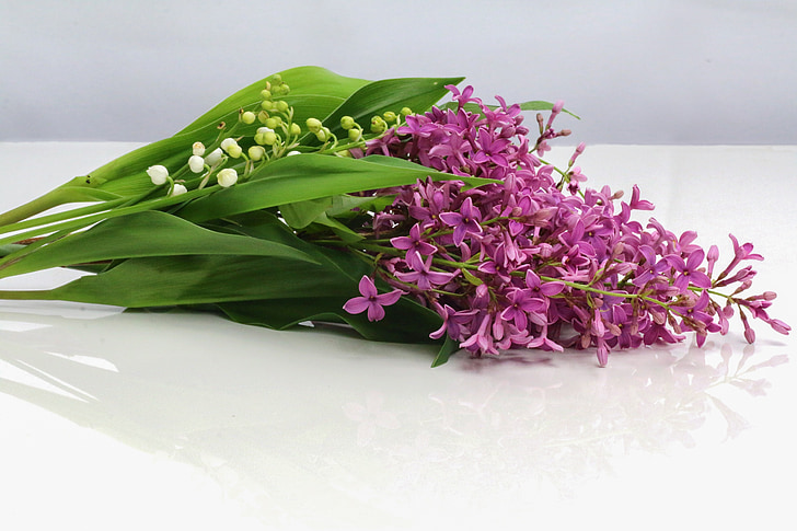 thrush, lilac, flower, bell, spring, 1 ° may, lily of the valley