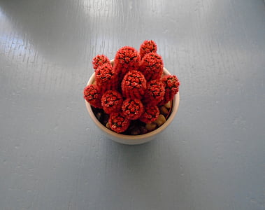rode cactus, Cactus, rood, woestijn, Mexico, Succulent, droog