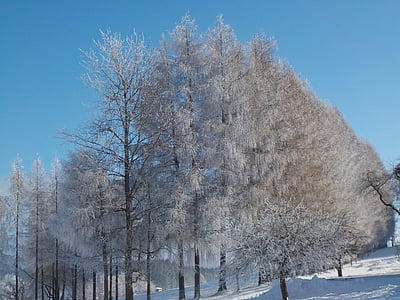 invernal, nieve, Frost, sol, Estado de ánimo