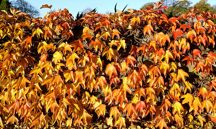 otoño, otoño dorado, hoja, enredadera de Virginia, naturaleza, amarillo, árbol
