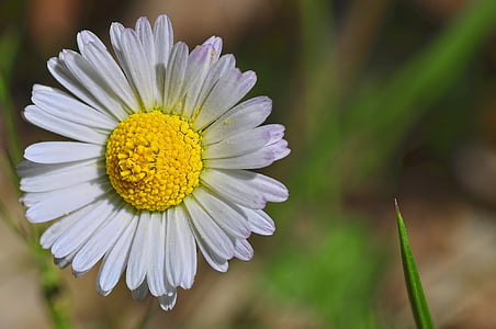 flower, daisy, marguerite, blossom, bloom, floral, nature