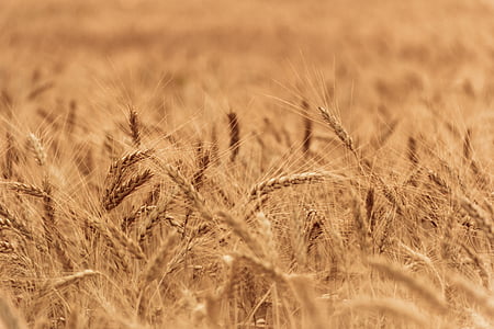 campo de trigo, Close-up, planta, natural, al aire libre, seco, oro