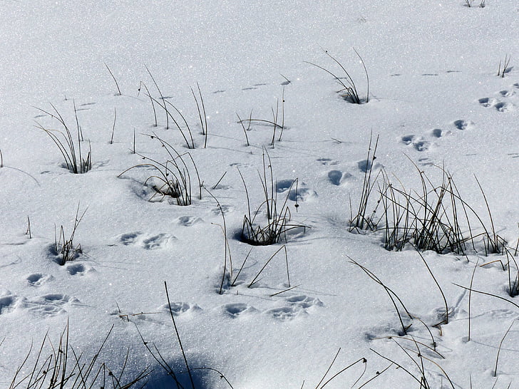 снег, следы животных, сушеные травы