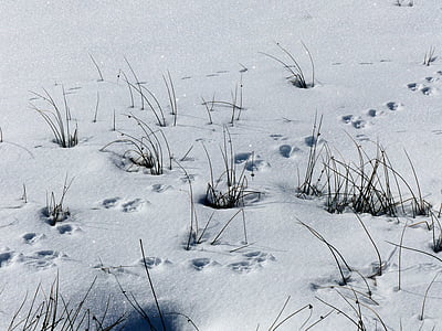 sníh, zvířecí stezky, sušená tráva