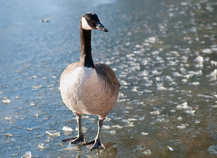 canada goose, goose, bird, frozen lake